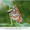 melitaea didyma female1 buruny